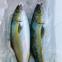 ハマチ