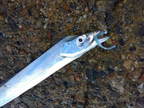 タチウオの釣果