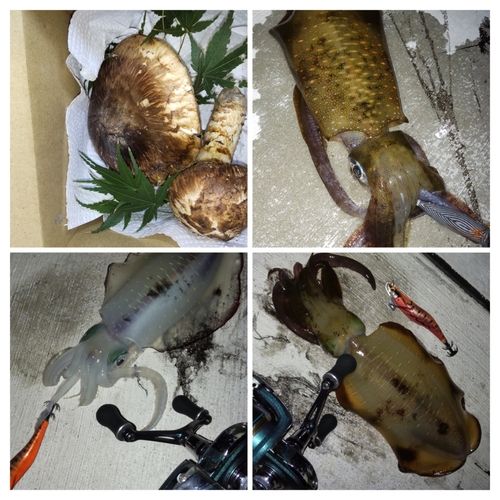 アオリイカの釣果