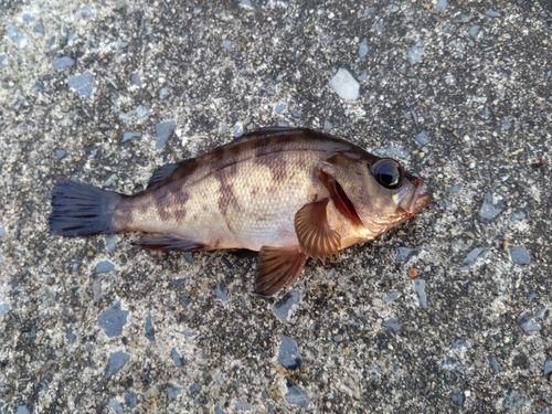 メバルの釣果