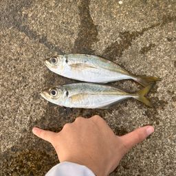 アジ