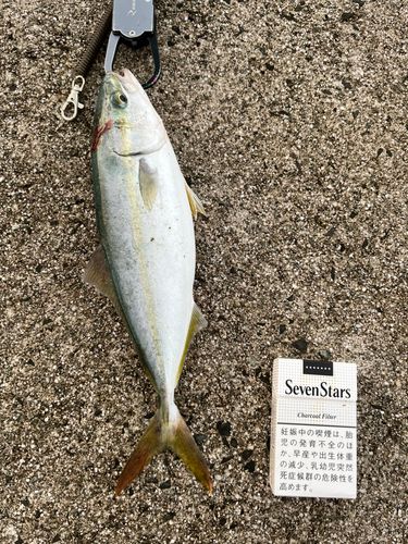 ツバスの釣果