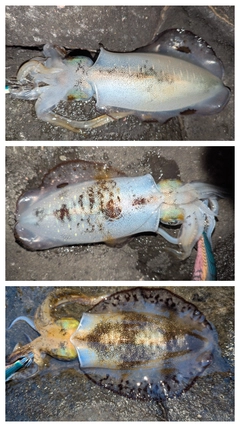 アオリイカの釣果