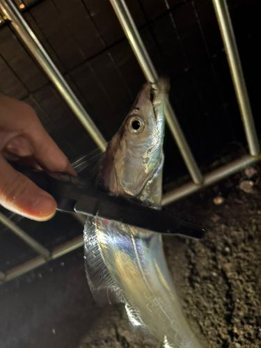 タチウオの釣果