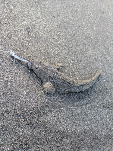 マゴチの釣果