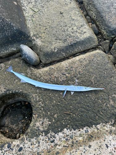 ダツの釣果