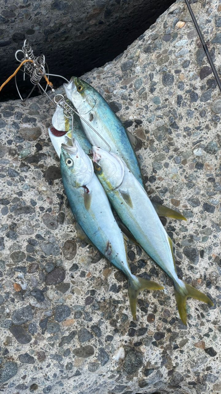 SHIMANO 23ディアルーナ S106MHの最安値・インプレ・釣果 | 本音