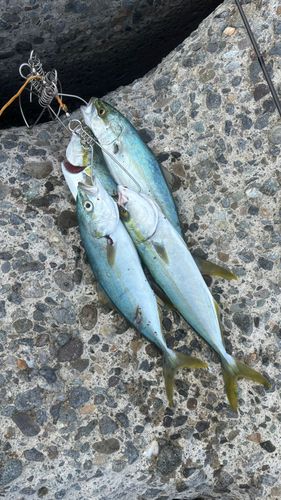 コゾクラの釣果