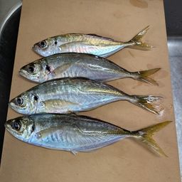 アジ