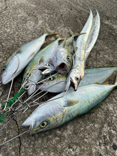ワカシの釣果
