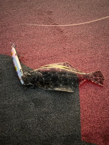 ソゲの釣果