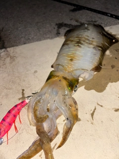 アオリイカの釣果