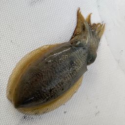 コウイカ