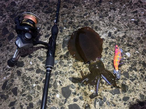 アオリイカの釣果