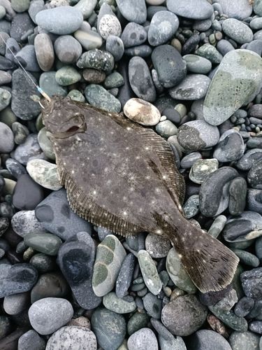 ソゲの釣果