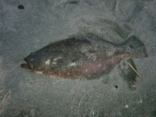 ヒラメの釣果