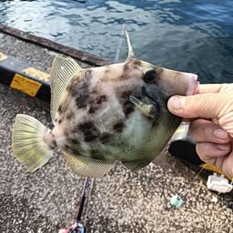 カワハギ