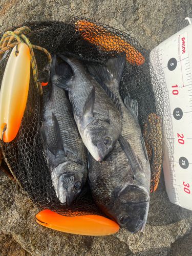 チヌの釣果