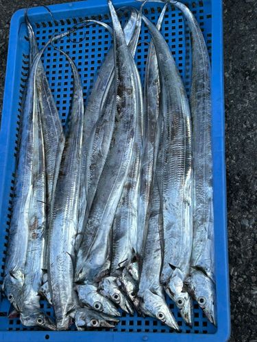 タチウオの釣果