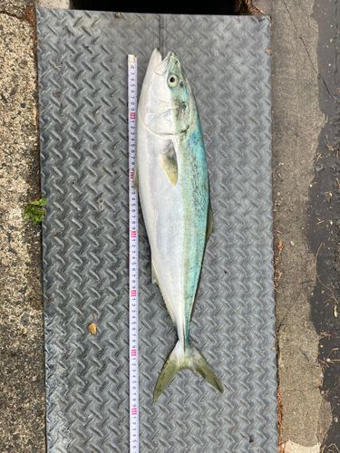 イナダの釣果