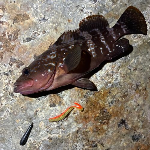 キジハタの釣果