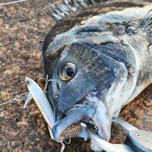 チヌの釣果