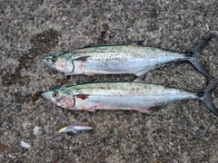 サゴシの釣果