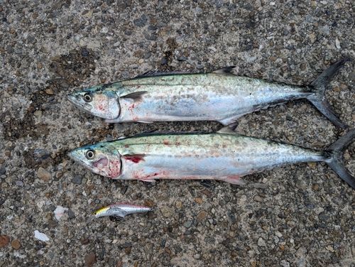 サゴシの釣果