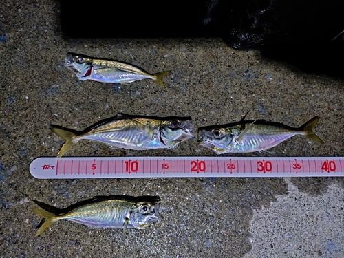 アジの釣果