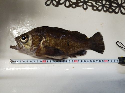 メバルの釣果