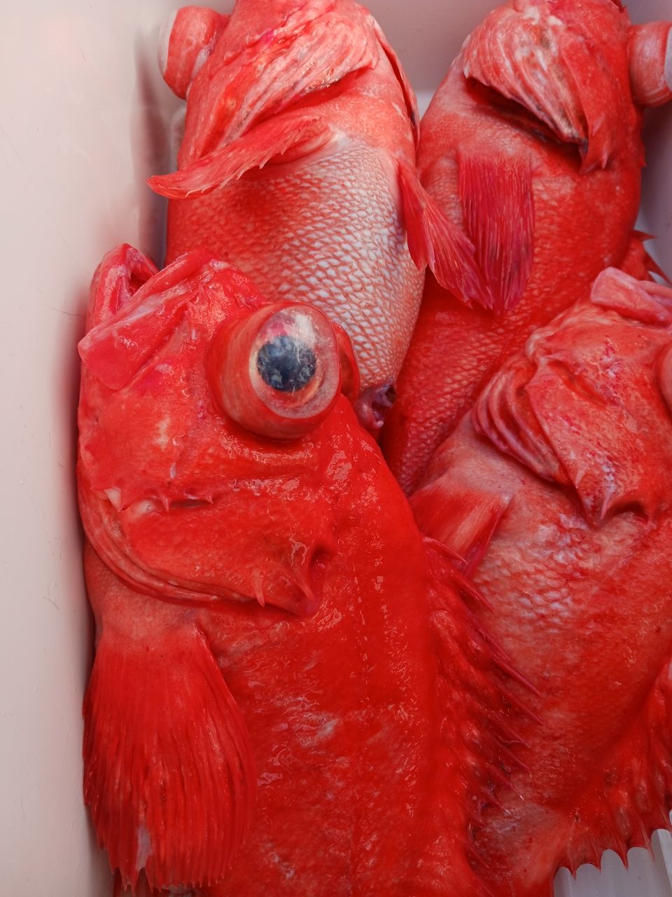 ひろきの父ちゃんの釣に行く。さんの釣果 1枚目の画像