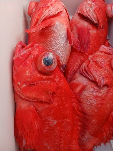 アコウの釣果