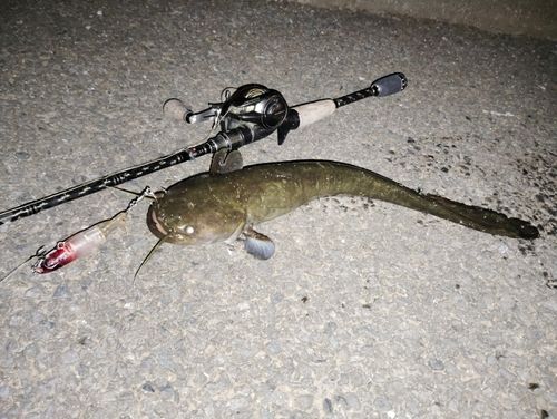 柳瀬川で釣れたブラックバスの釣り・釣果情報 - アングラーズ | 釣果