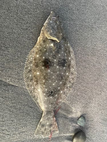 ソゲの釣果
