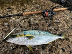 ヒラマサの釣果