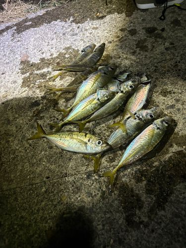 アジの釣果