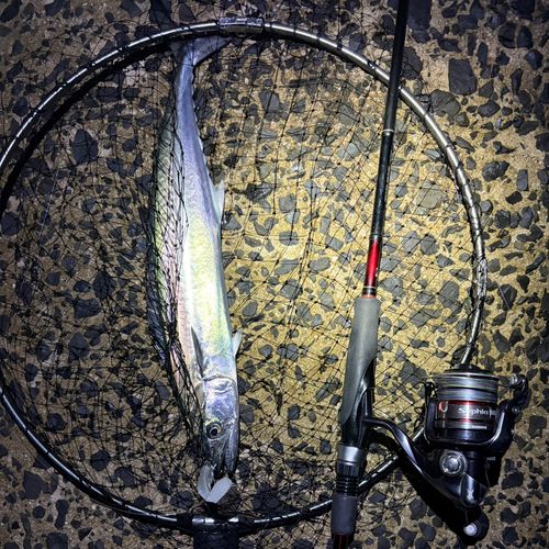 サゴシの釣果