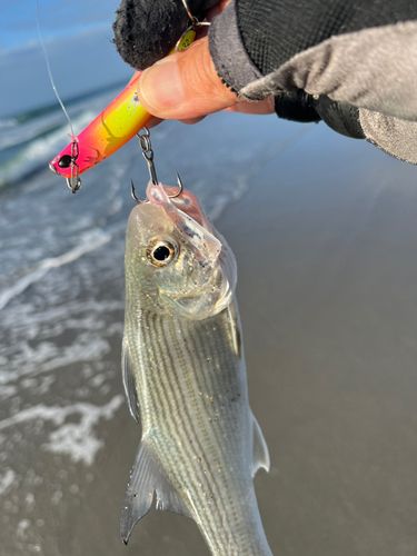 ツバメコノシロの釣果