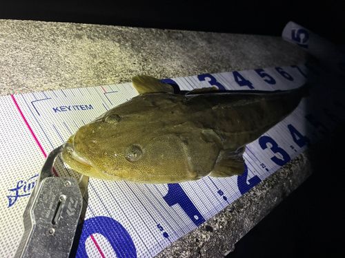 マゴチの釣果