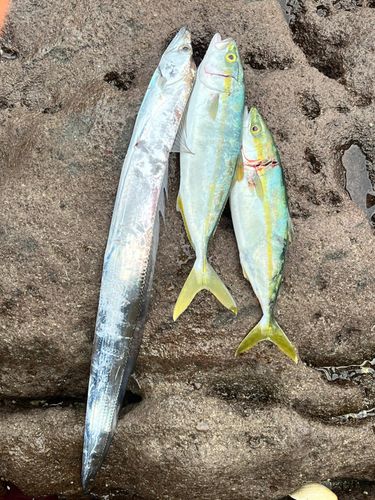 タチウオの釣果