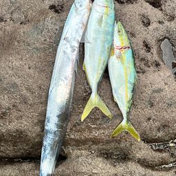 タチウオ