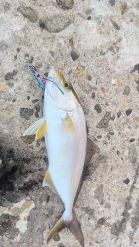ショゴの釣果