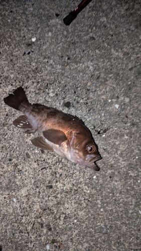 シロメバルの釣果