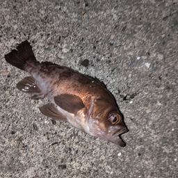 シロメバル