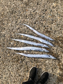 タチウオの釣果