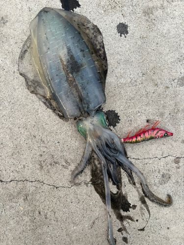釣果