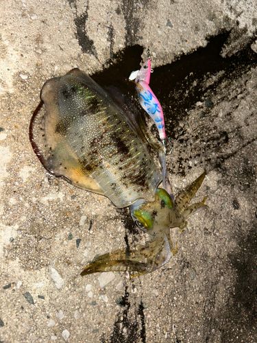 アオリイカの釣果