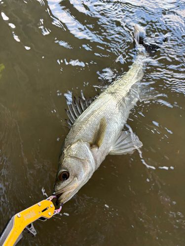 スズキの釣果