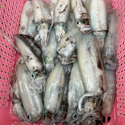 アオリイカ