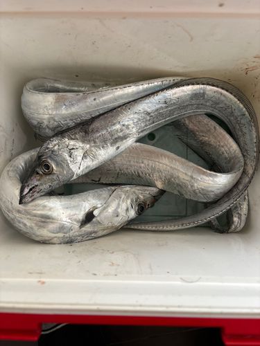 タチウオの釣果